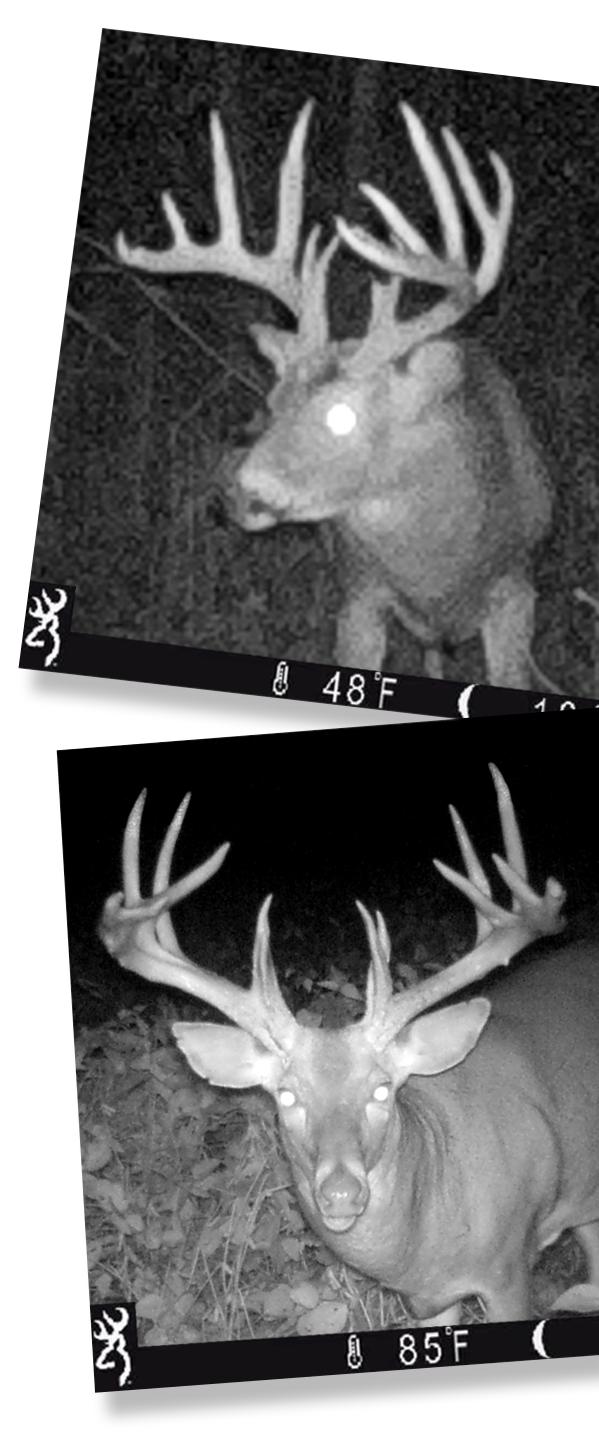 2_WelcomePic_DeerPicsRight